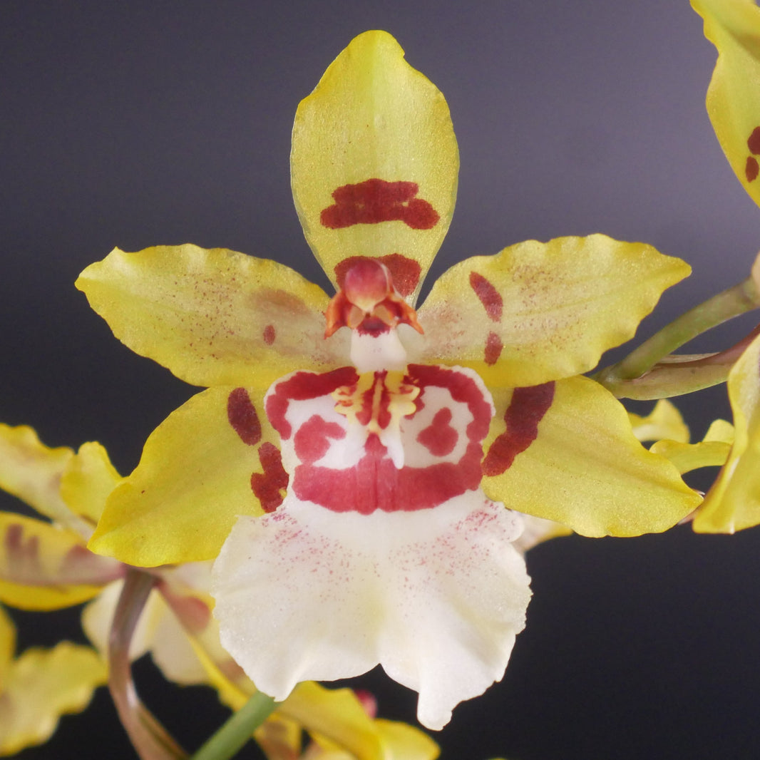 Kalapana Orchid Farm