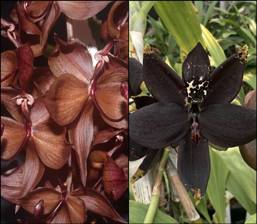 Cyc. The Grinch 'Copper' x Cyc. cooperi 'Super Dark' AM/AOS
