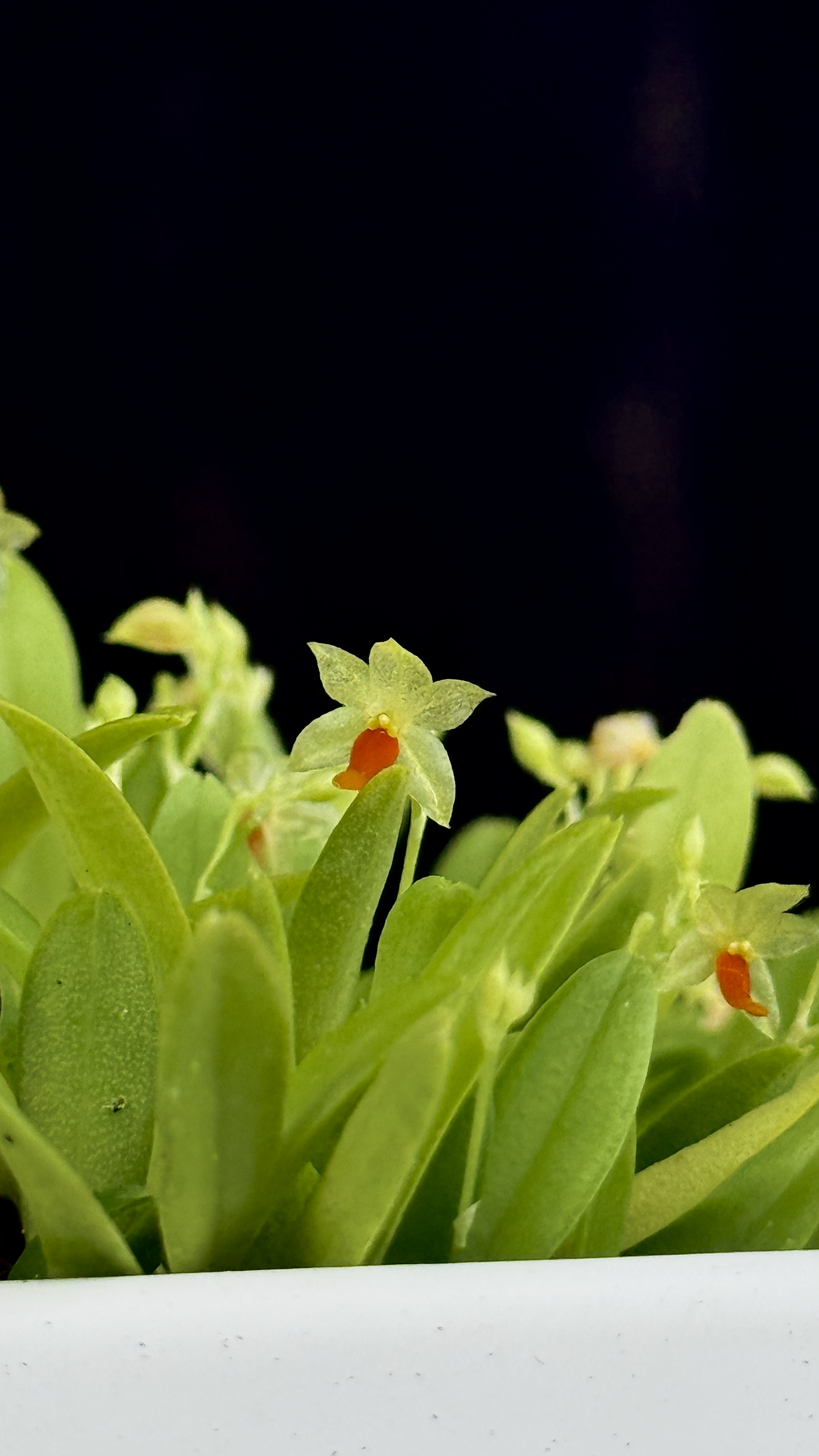 platystele sp.