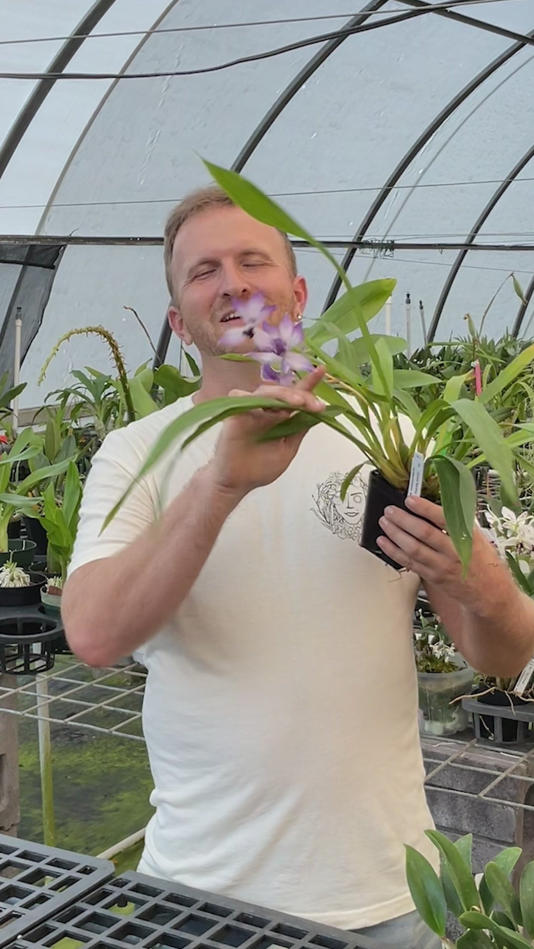 Zygonisia Cynosure 'Bluebird' – Kalapana Orchid Farm