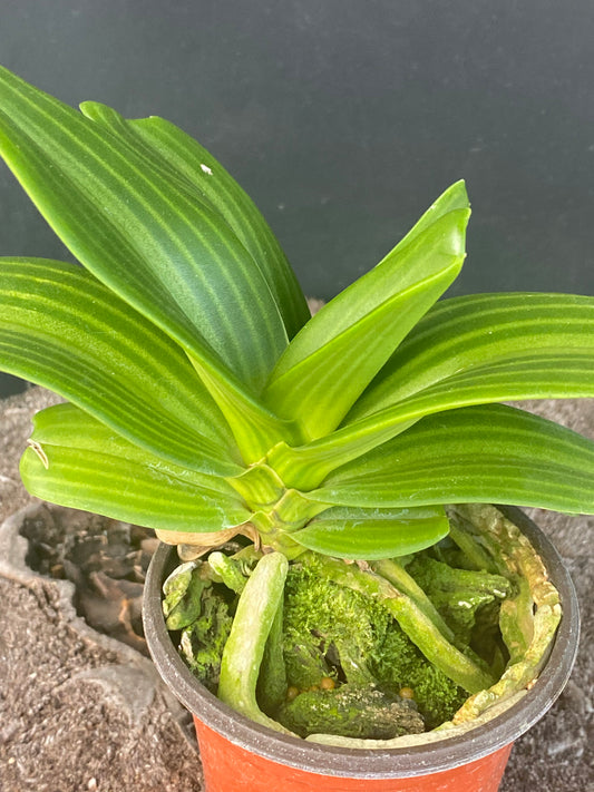 Rhynchostylis gigantea (pink spotted)