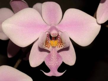 Phal. schilleriana -Blooming size