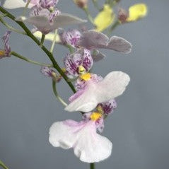 Summer special: Mini Orchid Box (six for the price of five)