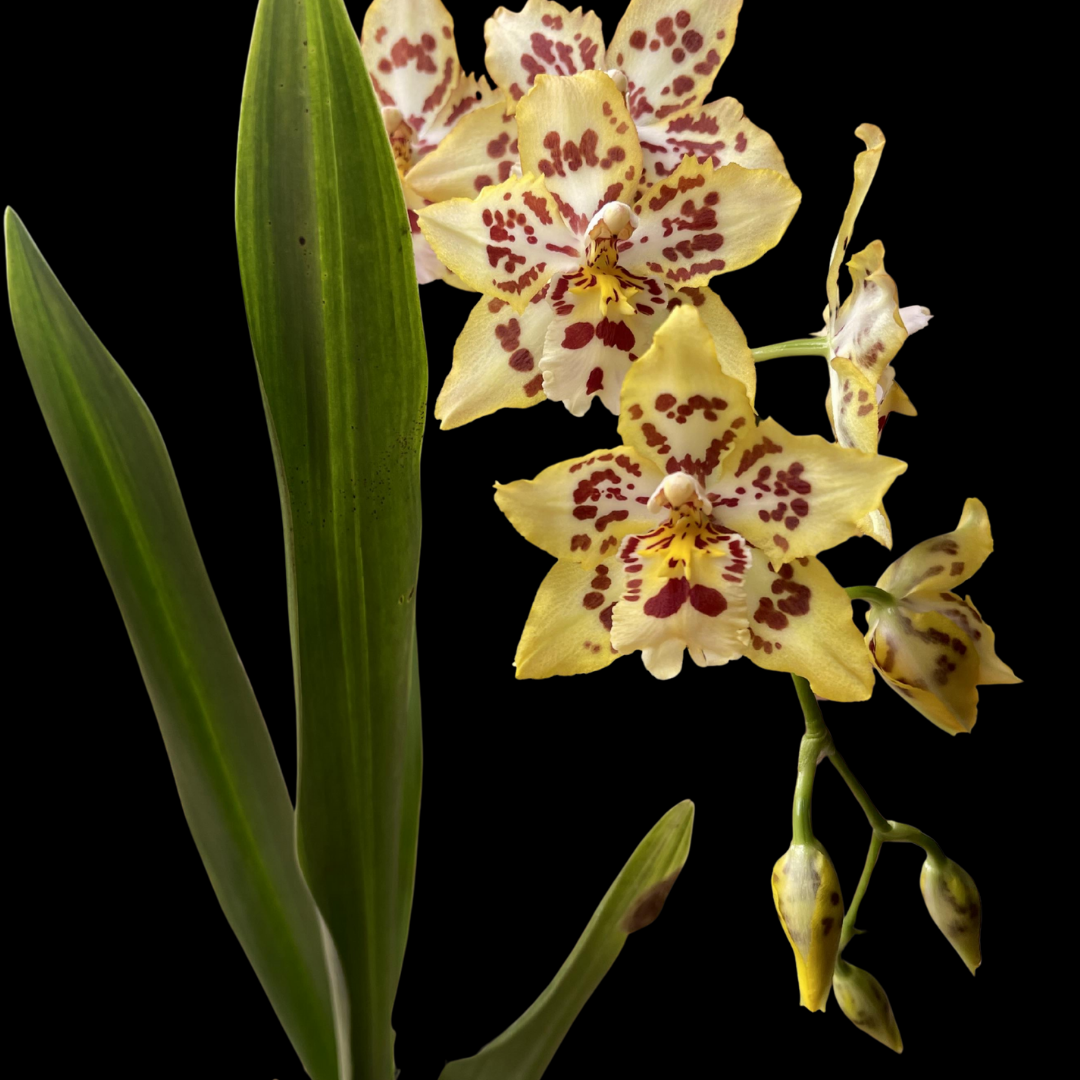 Wils. Brennan Scott Barfield – Kalapana Orchid Farm