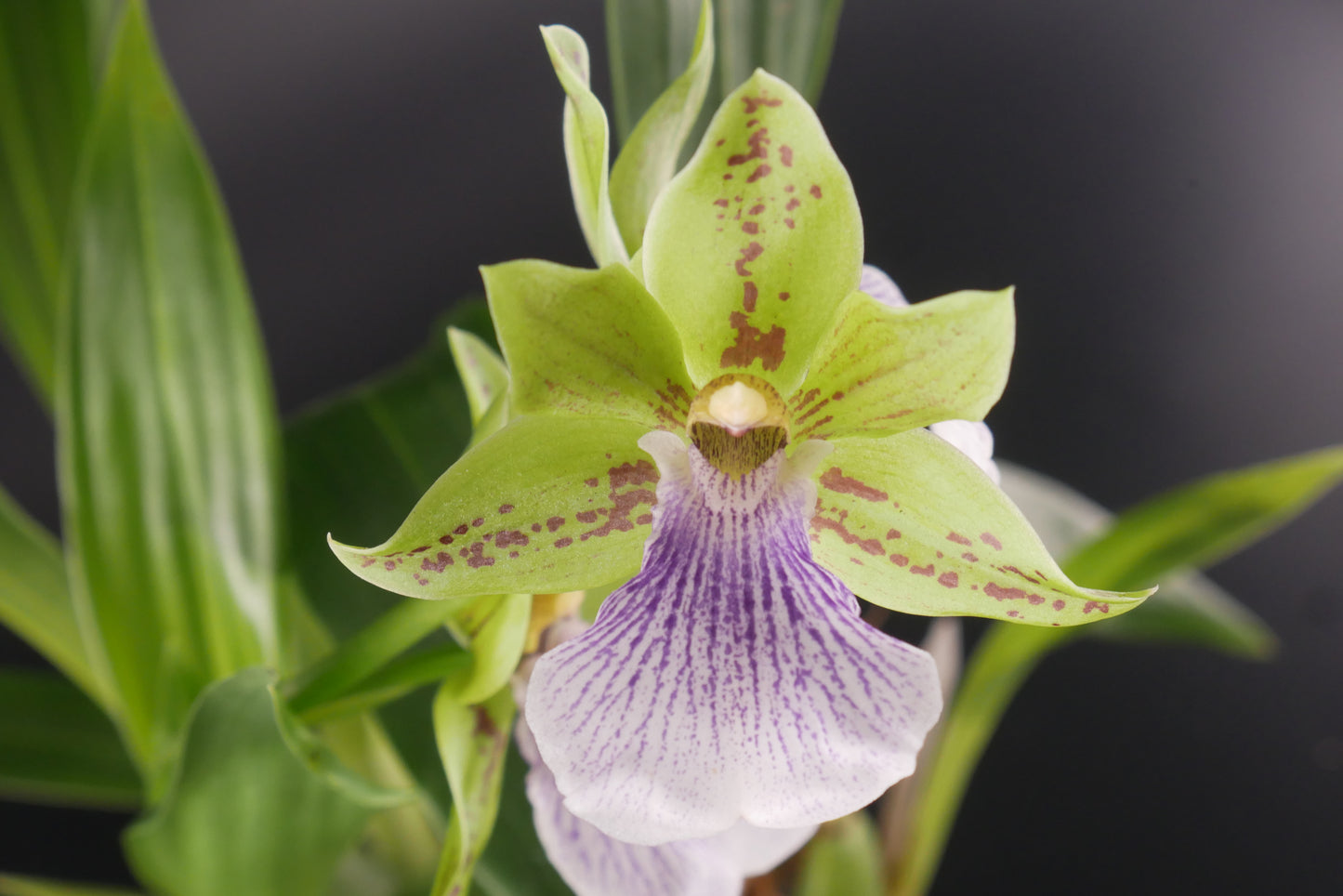 Zygopetalum Sweet Jade 'Sweet Cheyenne'