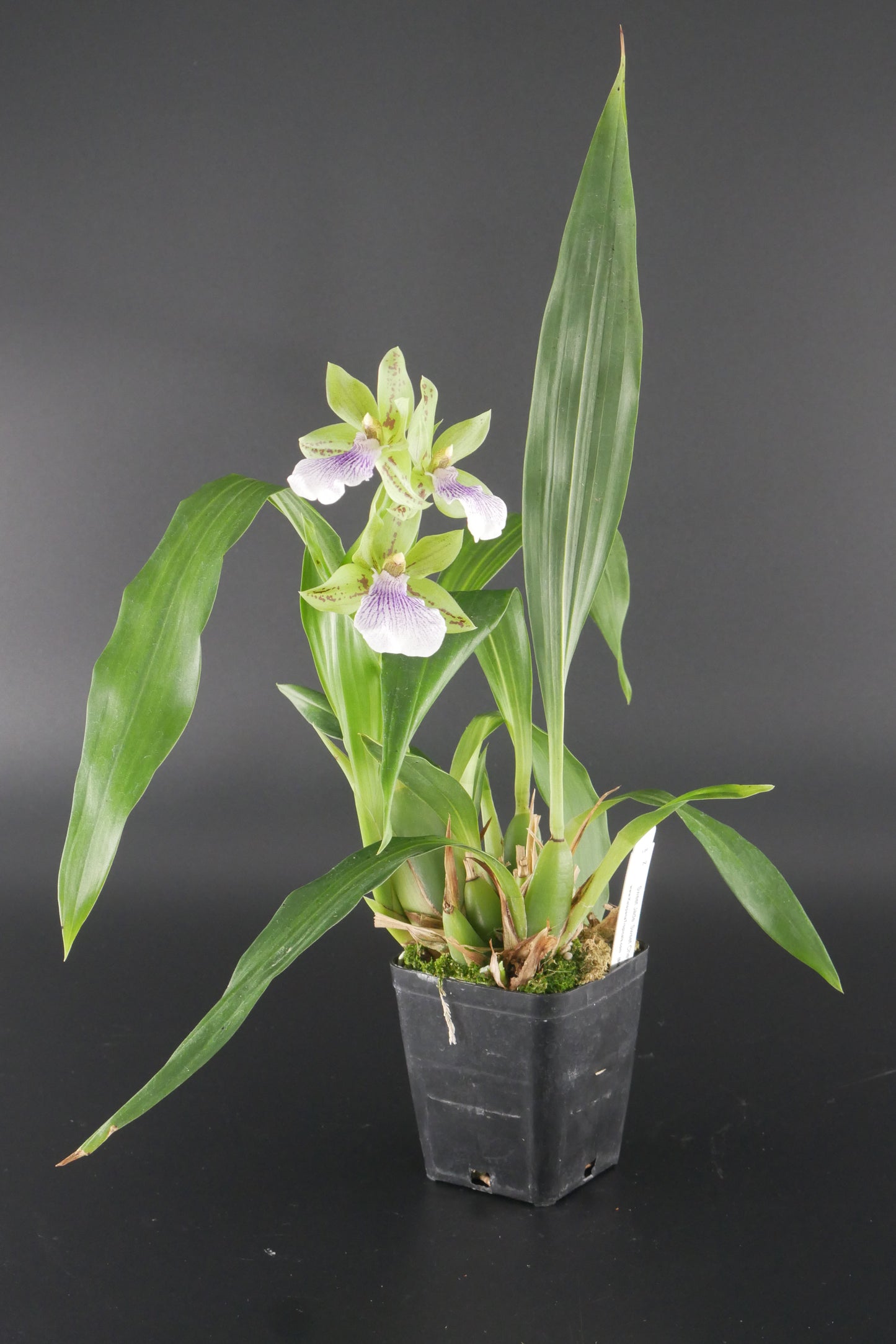 Zygopetalum Sweet Jade 'Sweet Cheyenne'