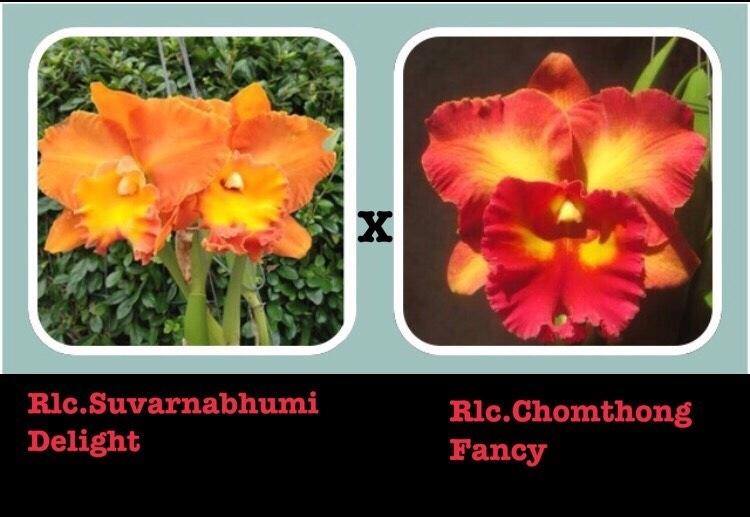 Rlc. Suvarnabhumi x Rlc. Chomthong Fancy- Blooming Size