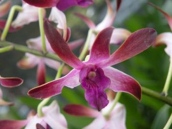 Den. Genting Fragrance