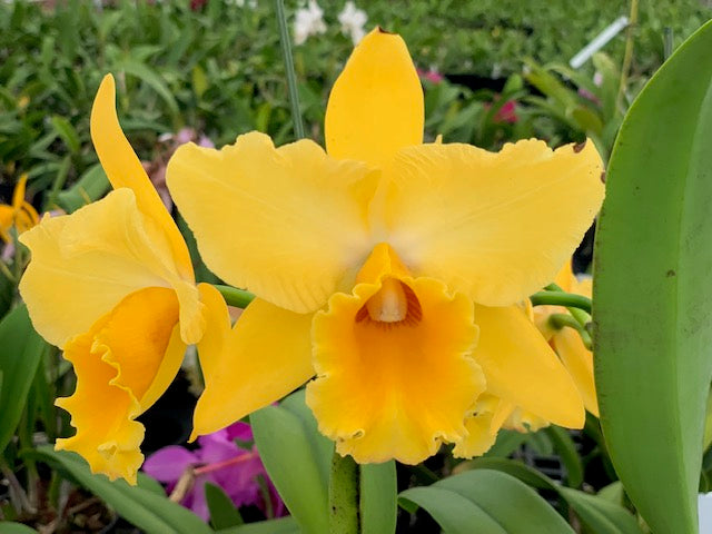Rlc. Aloha Sunshine- Blooming Size