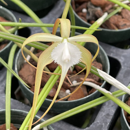 B. cuculata- Blooming size