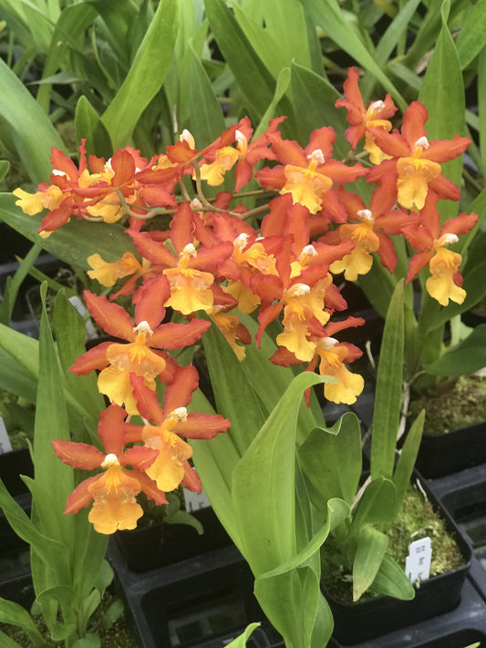 Bcd. Sunburst- Blooming Size