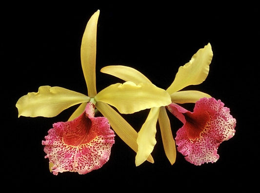 Bc. Keowee 'Mendenhall' Blooming size