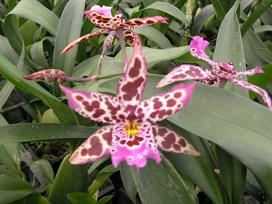 Bllra. Diana Dunn 'New Berry'- Blooming Size