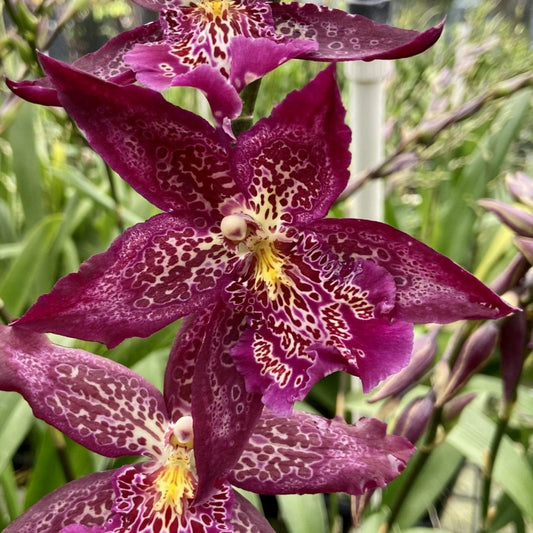 Bllra. Marfitch 'Howards Dream'