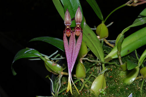 Bulb. biflorum- Blooming Size