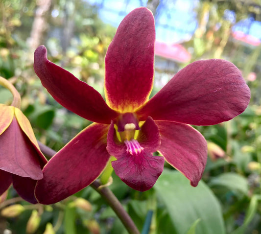 Den. Burana Sundae with Brown Eco Pot