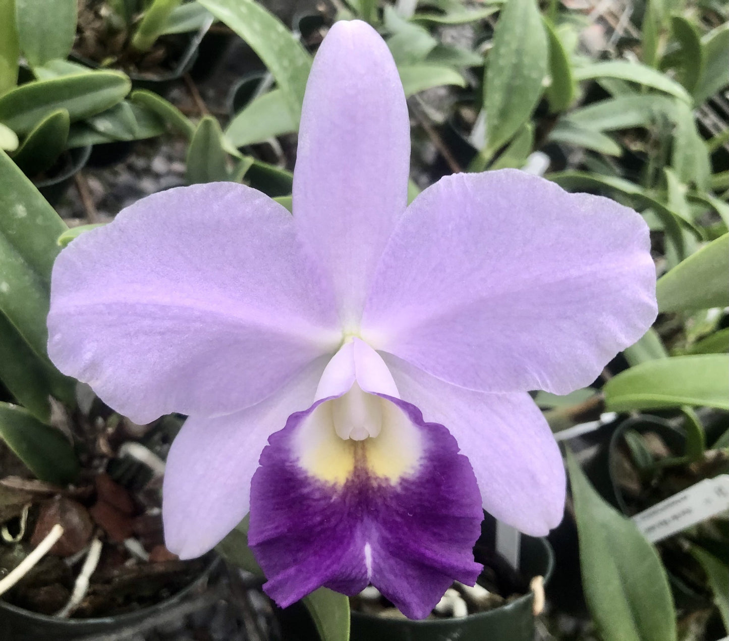 Lc. Busy Bev 'Blue Jewel'- Blooming Size