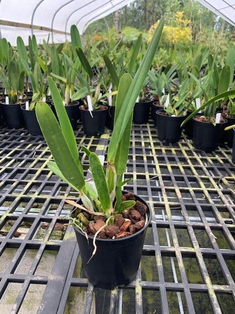 C. purpurata 'Giant' x rubra- Blooming size