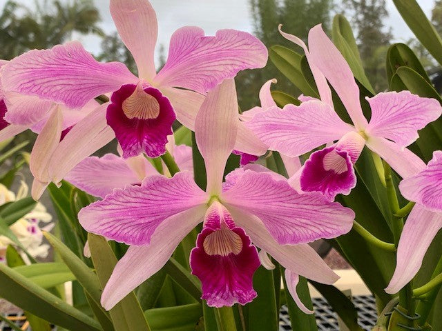C. purpurata ‘Shogun on Fire‘ AM x flamea ‘Nancy‘ FCC- Blooming Size