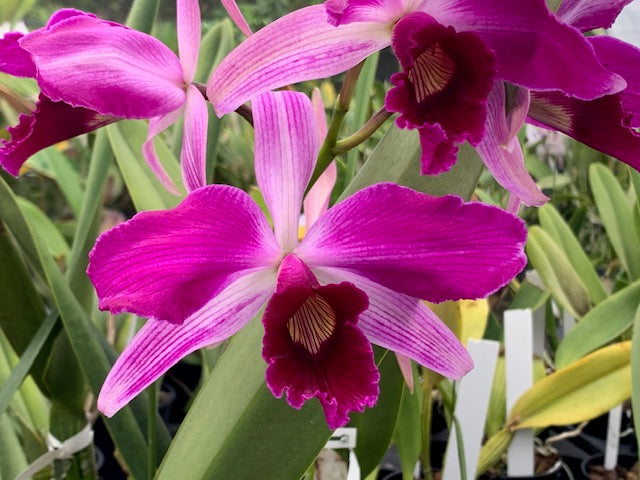 C. purpurata striata '#1 Shogun on Fire' x purpurata (sanguinea x rubra)- Blooming Size