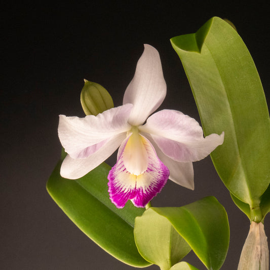 Clty. Spring Fragrance