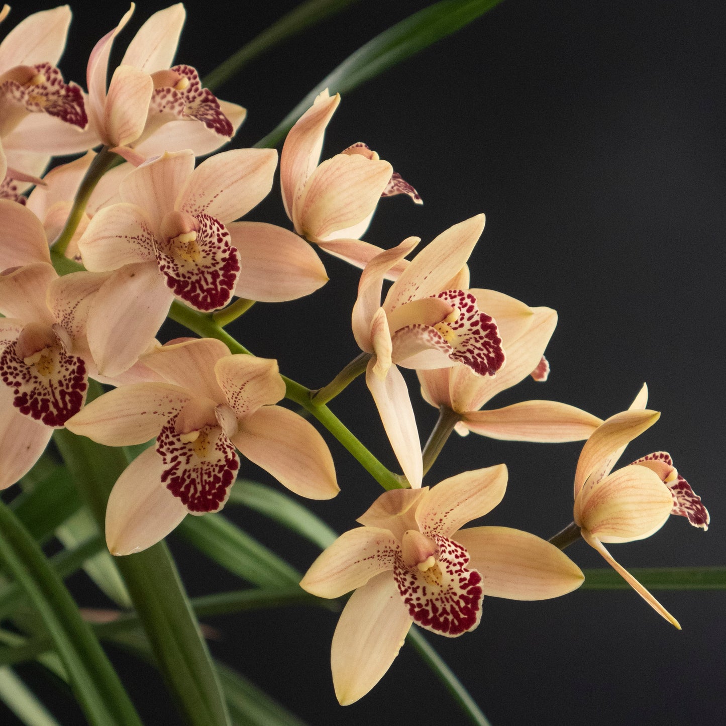 Kalapana Tropicals Orchid Club - 5 plants
