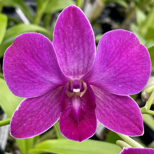 Den. Airy Pink Splash