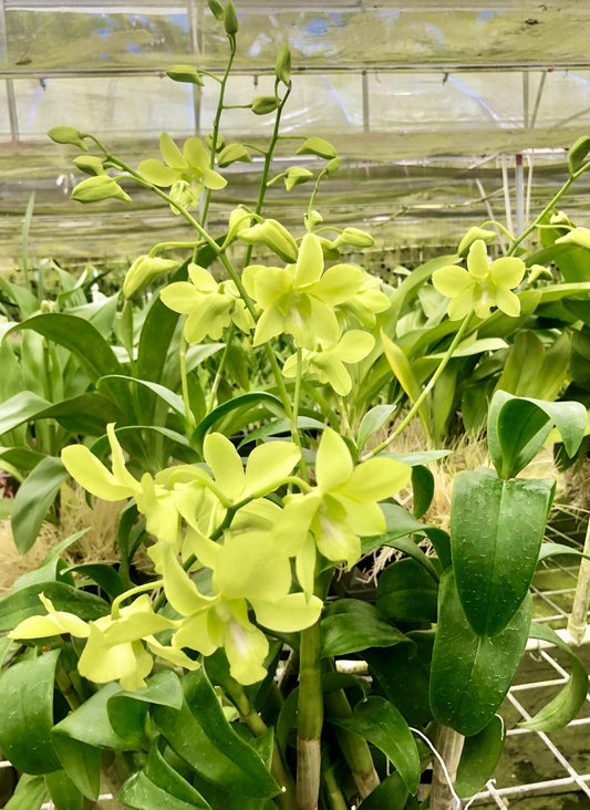 Green Dendrobiums- 5 Pack