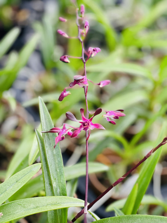 3" Den. Blue Twinkle x Minnie