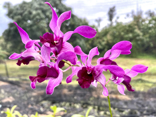 Den. Caesar Red Big Lip with Black Eco Pot