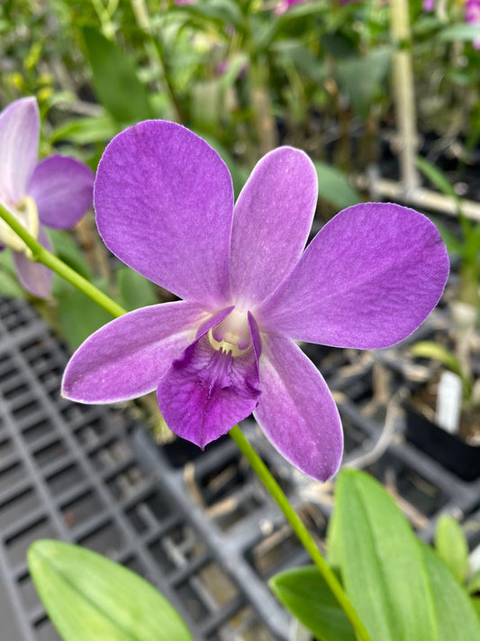 Den. Chao Phaya Blue