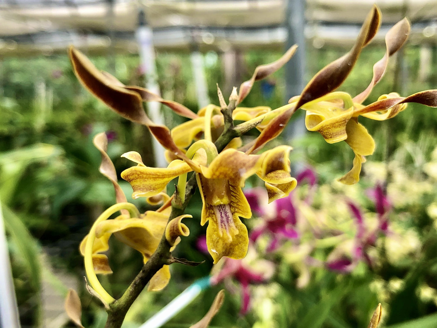 Den. Chocolate Antlers- Blooming Size