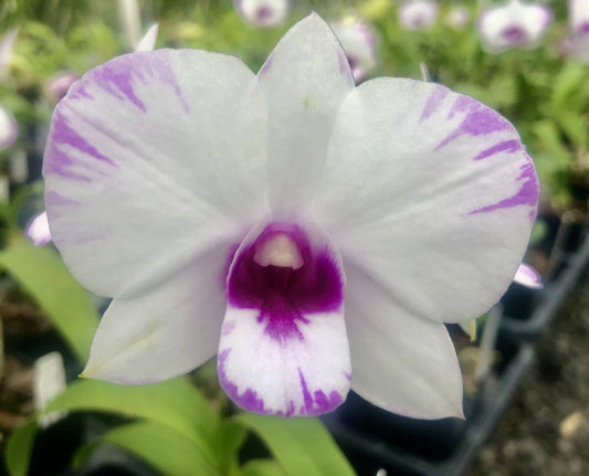 Den. Exotic White Splash