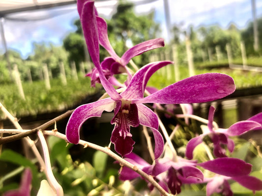 Den. Hawaiian Twinkles