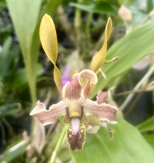 Den. Luwin Park 4N x (mirabellianum x helix)- Blooming Size