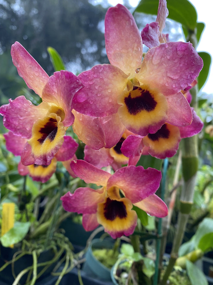 Orchid Dendrobium Nobile 1