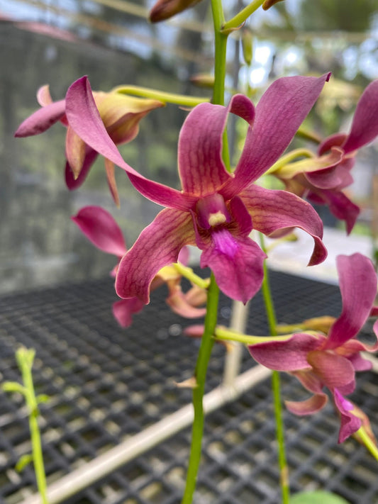Den. Norma Jackson x discolor