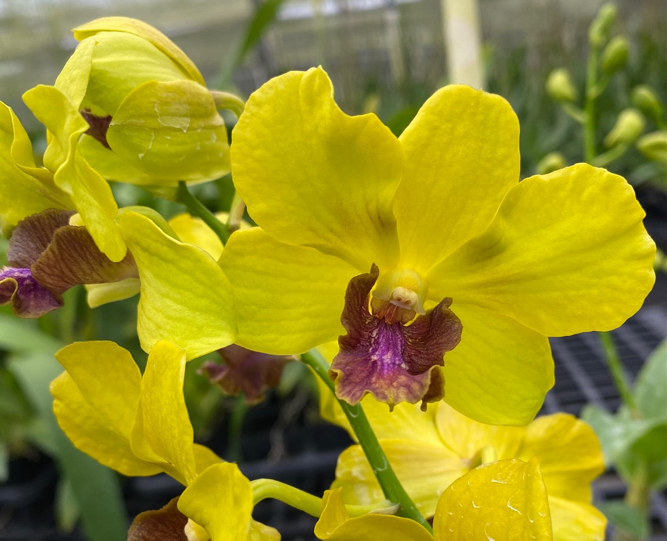 Sakda Tree Den. Sakda Gold – Kalapana Orchid Farm