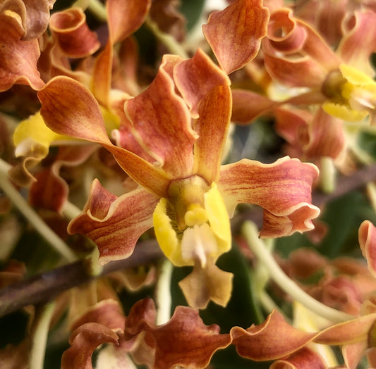 Den. discolor- Blooming Size