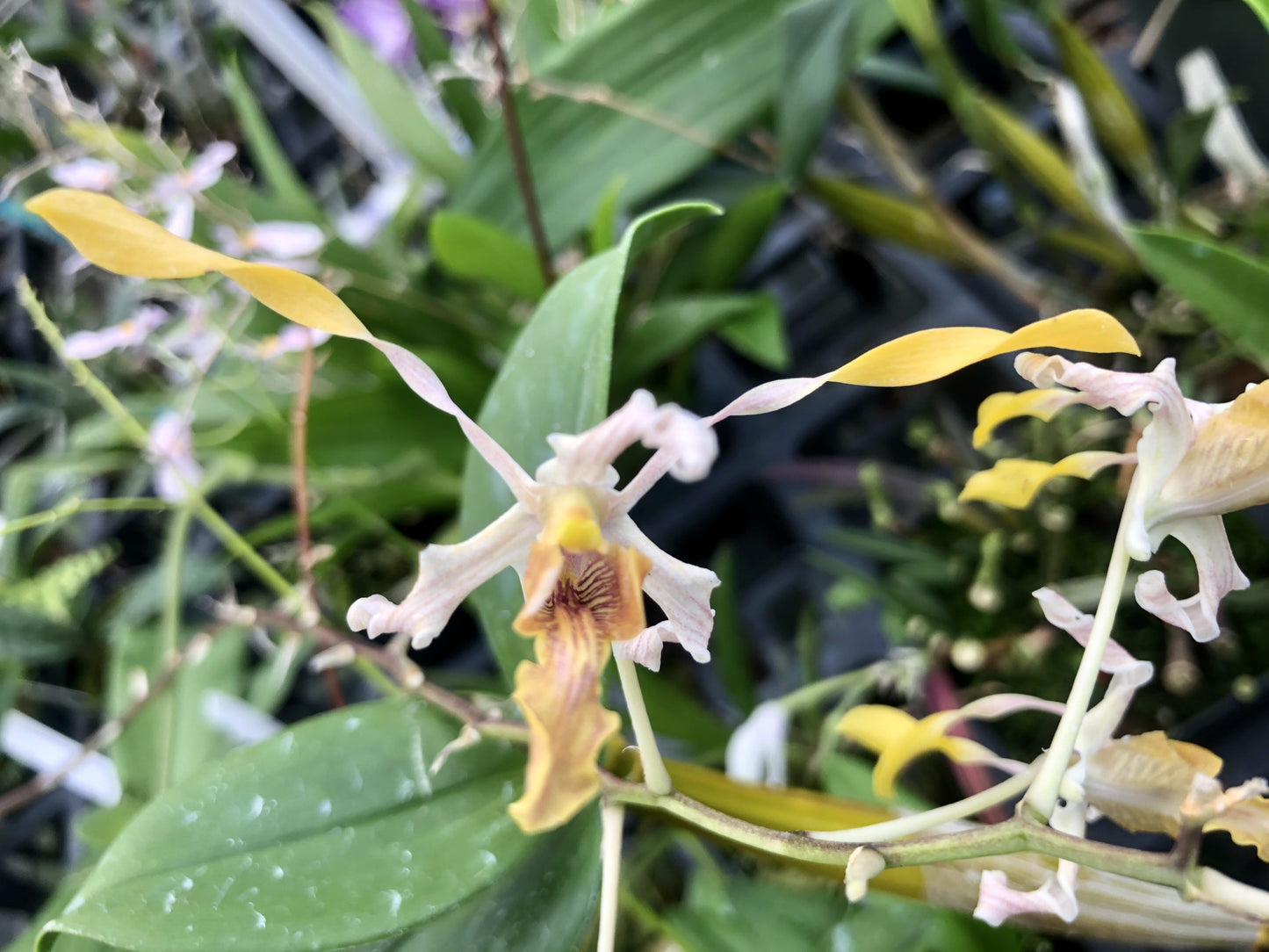 Den. lineale x tangerianum- Blooming Size