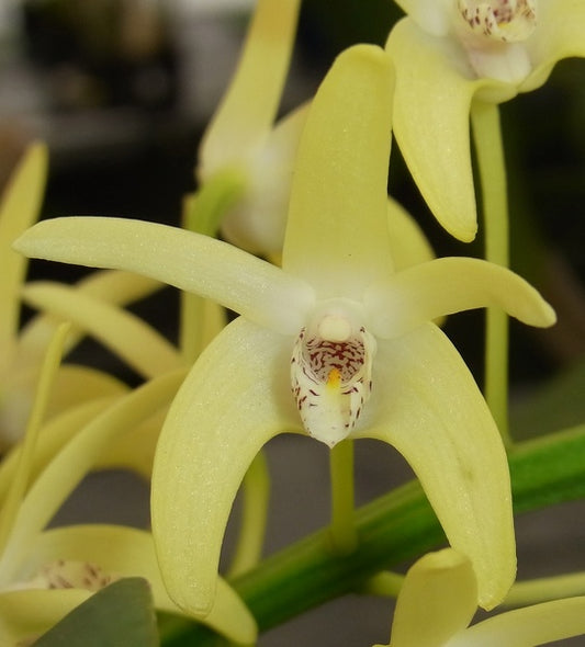 Den. speciosum var. curvicaule- Non Bloom