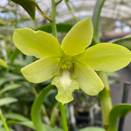 Dendrobium Kama'ili Green