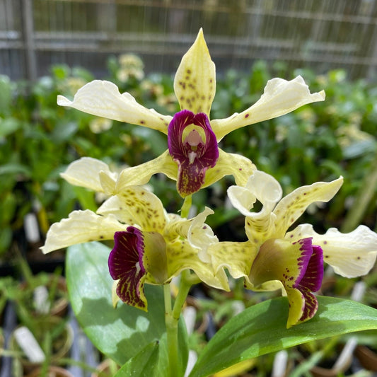 Dendrobium (Den.) Little Norman