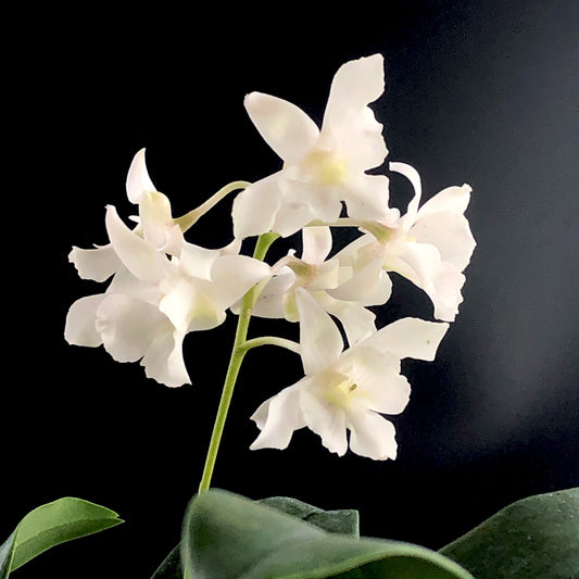 Dendrobium Mini Snowflake (aberrans x johnsoniae)
