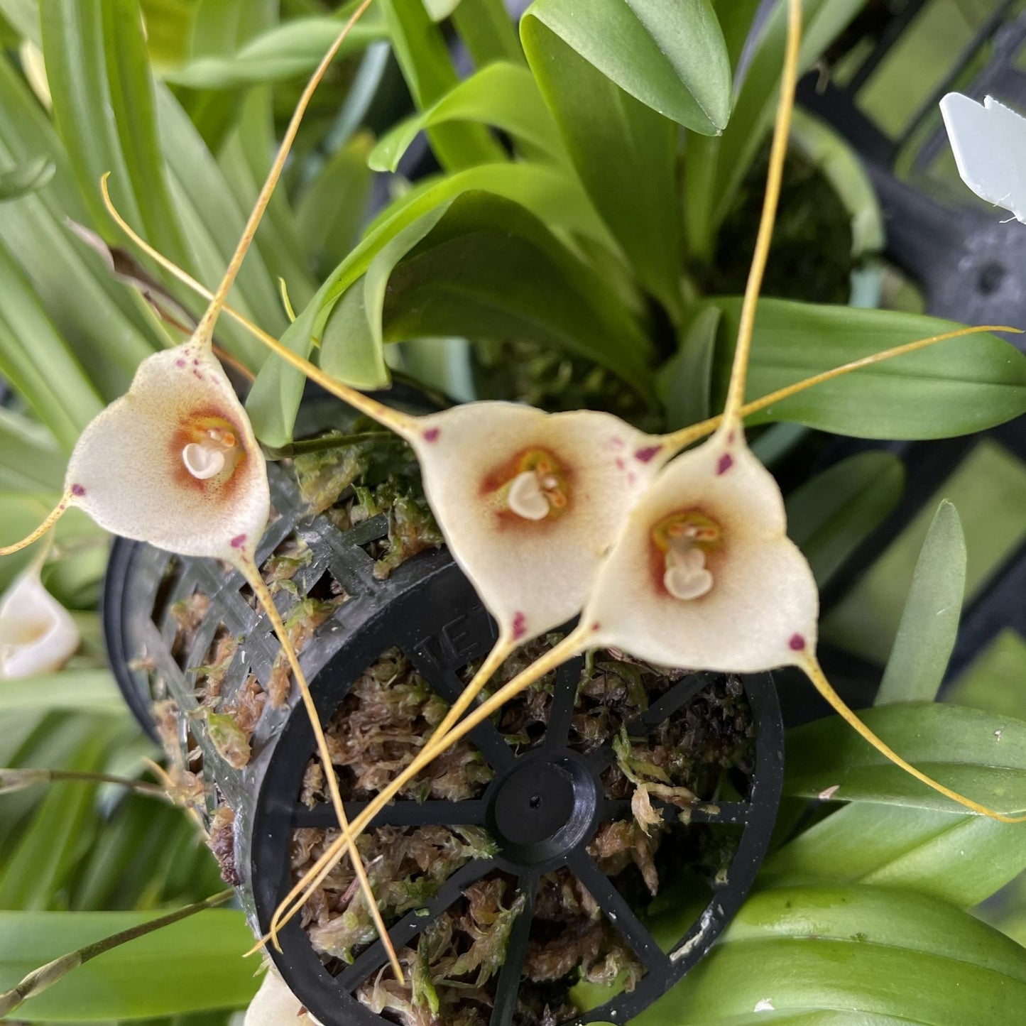 Dracula inaequalis-  In spike! Monkey Faced orchid