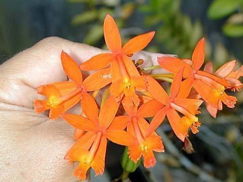 Epi. baumannianum- Blooming size