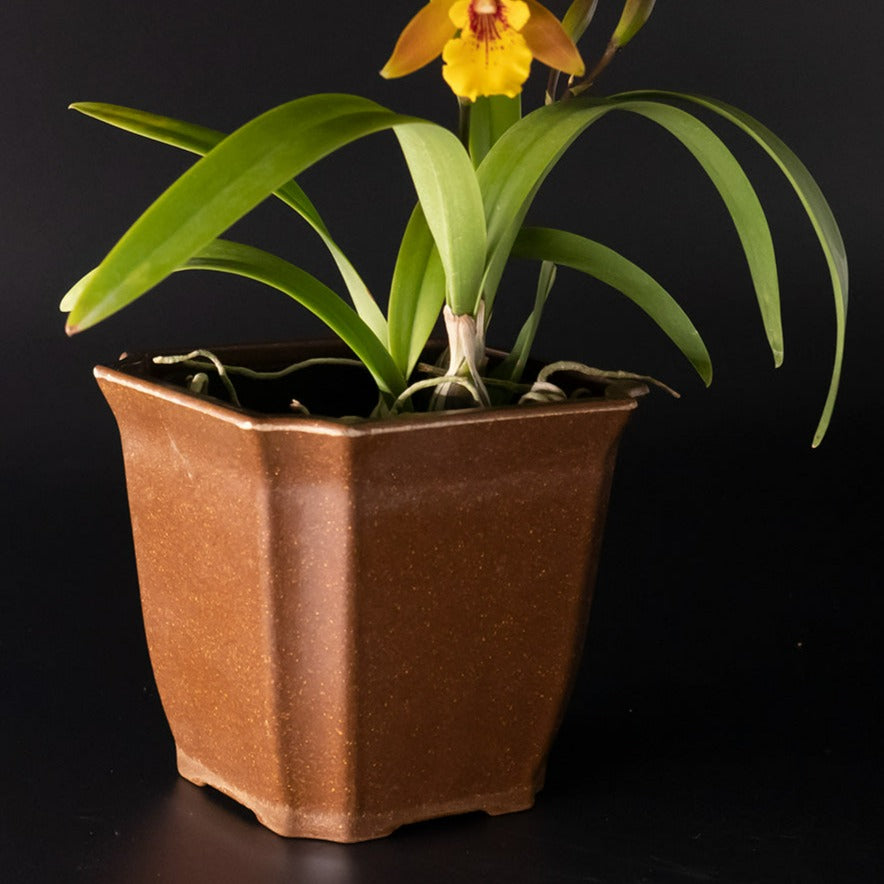 eco pot plant Eco Pots – Kalapana Orchid Farm