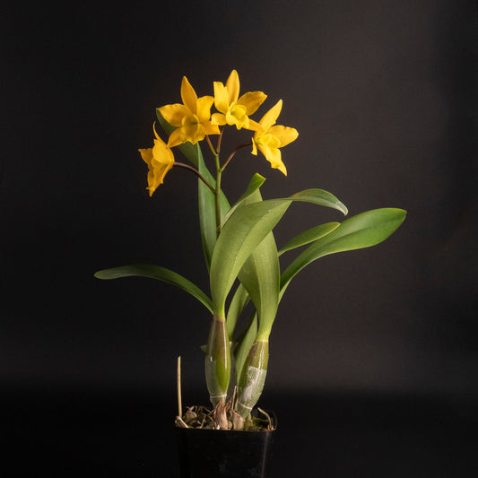 Eplc. Golden Sunburst