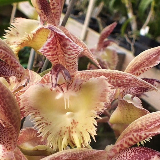 Ctsm. 'Frilly Doris' Blooming size