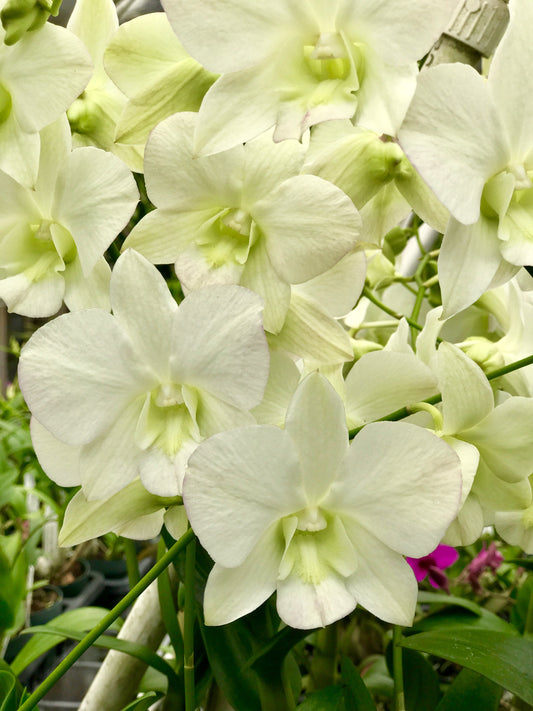 Den. Edfran's Gem 'Cotton Candy' with Brown Ecopot